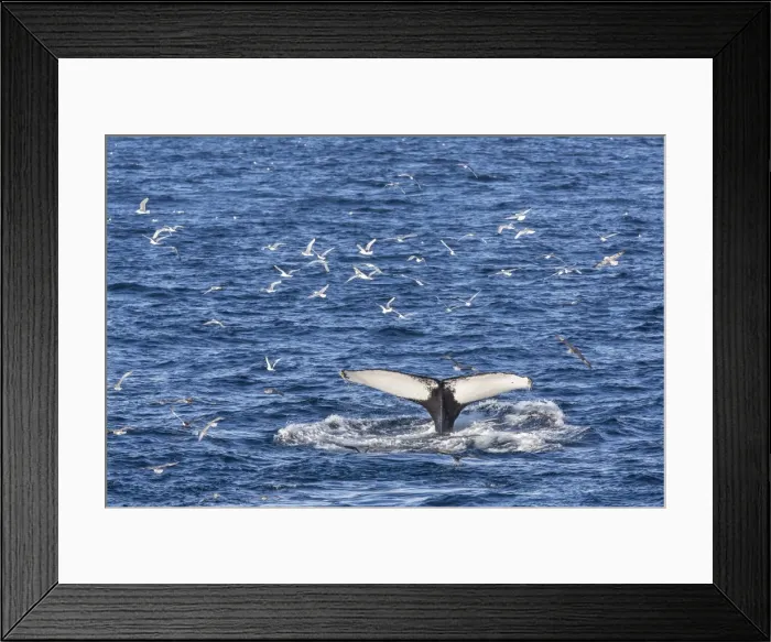 Framed Print : Humpback whale (Megaptera novaeangliae), Vikingbukta, Northeast Greenland, Polar Regions Framed Print : Humpback whale (Megaptera novaeangliae), Vikingbukta, Northeast Greenland, Polar Regions
