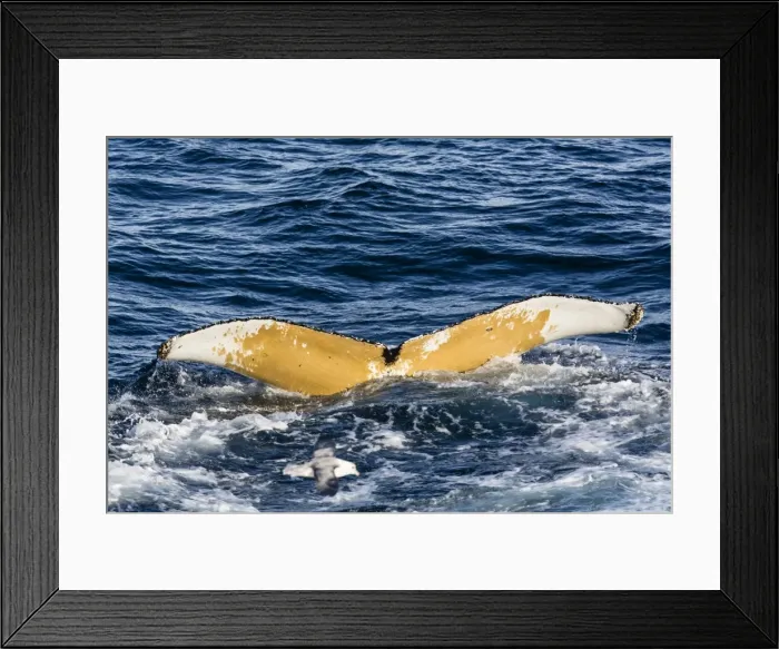 Framed Print : Humpback whale (Megaptera novaeangliae), Vikingbukta, Northeast Greenland, Polar Regions Framed Print : Humpback whale (Megaptera novaeangliae), Vikingbukta, Northeast Greenland, Polar Regions