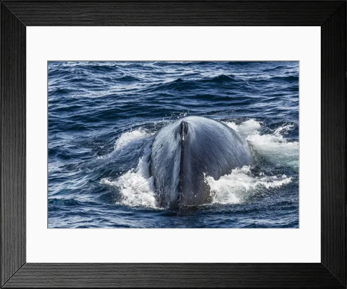 Framed Print : Humpback whale (Megaptera novaeangliae), Vikingbukta, Northeast Greenland, Polar Regions Framed Print : Humpback whale (Megaptera novaeangliae), Vikingbukta, Northeast Greenland, Polar Regions