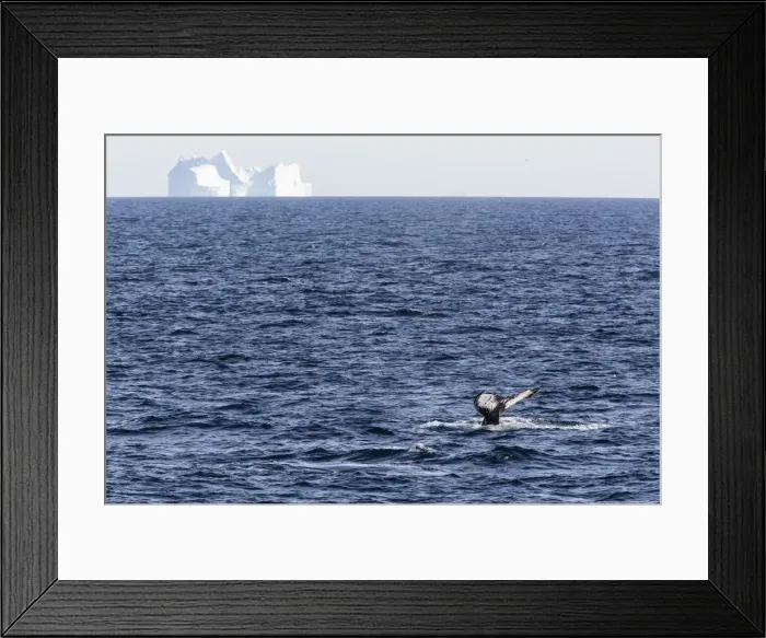 Framed Print : Humpback whale (Megaptera novaeangliae), Vikingbukta, Northeast Greenland, Polar Regions Framed Print : Humpback whale (Megaptera novaeangliae), Vikingbukta, Northeast Greenland, Polar Regions