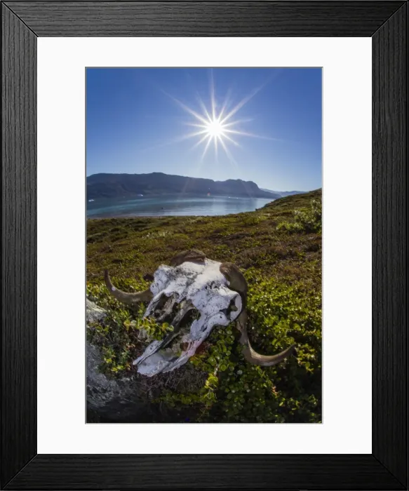 Framed Print : Muskox (Ovibos moschatus) skull, Halvo, Northeast Greenland, Polar Regions