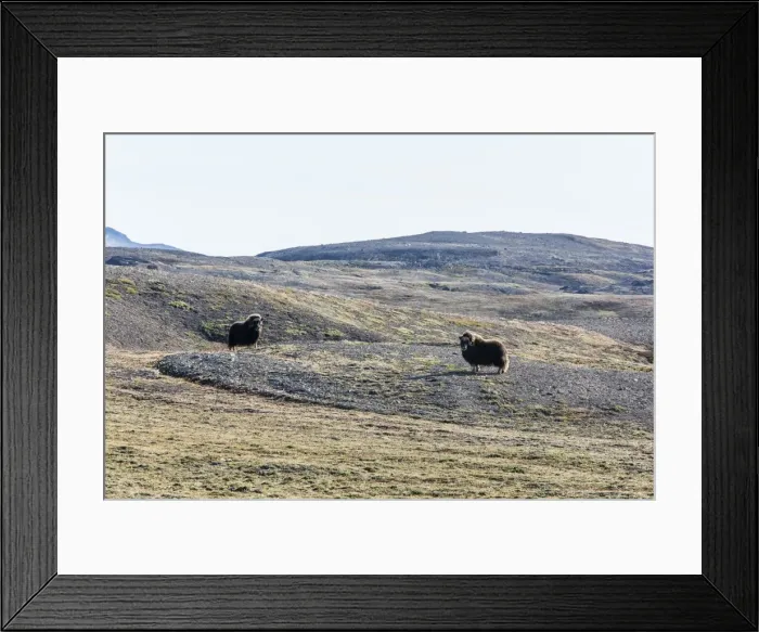 Framed Print : Muskox bull (Ovibos moschatus), Myggebukta (Mosquito Bay), Christian Xs Land, Northeast Greenland, Polar Regions Framed Print : Muskox bull (Ovibos moschatus), Myggebukta (Mosquito Bay), Christian Xs Land, Northeast Greenland, Polar Regions