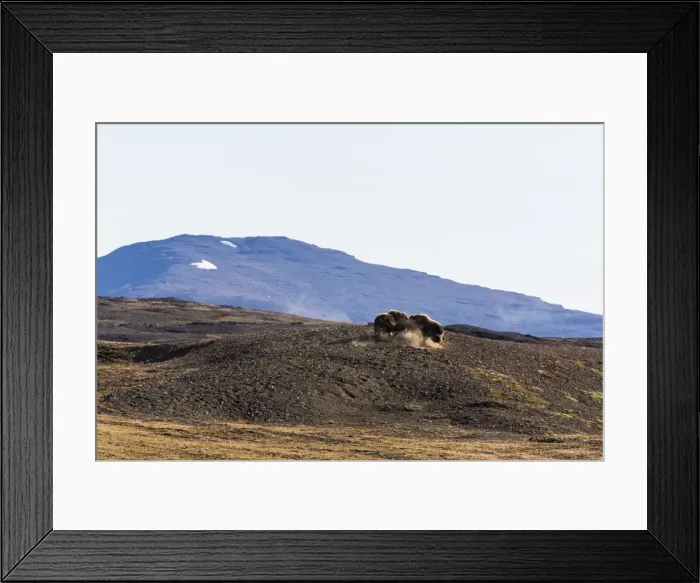 Framed Print : Muskox bulls (Ovibos moschatus), Myggebukta (Mosquito Bay), Christian Xs Land, Northeast Greenland, Polar Regions Framed Print : Muskox bulls (Ovibos moschatus), Myggebukta (Mosquito Bay), Christian Xs Land, Northeast Greenland, Polar Regions