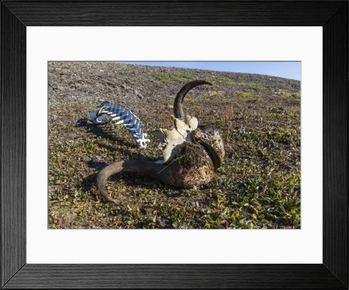 Framed Print : Muskox (Ovibos moschatus) skull and vertebrae, Myggebukta (Mosquito Bay), Christian Xs Land, Northeast Greenland, Polar Regions Framed Print : Muskox (Ovibos moschatus) skull and vertebrae, Myggebukta (Mosquito Bay), Christian Xs Land, Northeast Greenland, Polar Regions