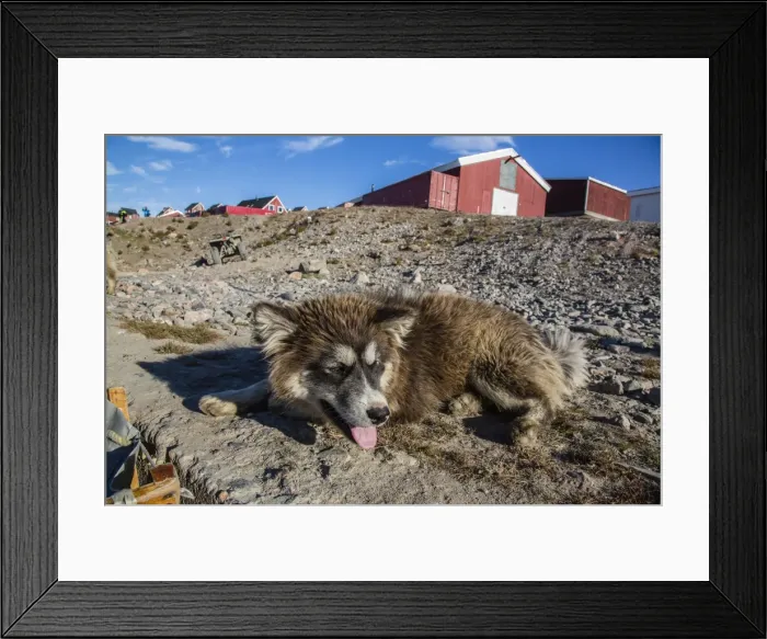 Framed Print : Sled dog, Inuit village, Ittoqqortoormiit, Scoresbysund, Northeast Greenland, Polar Regions Framed Print : Sled dog, Inuit village, Ittoqqortoormiit, Scoresbysund, Northeast Greenland, Polar Regions