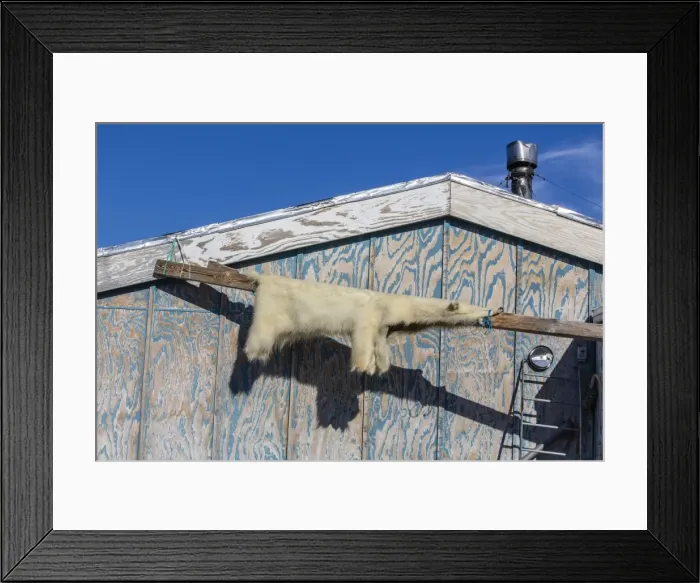 Framed Print : Skin of polar bear (Ursus maritimus), Inuit village, Ittoqqortoormiit, Scoresbysund, Northeast Greenland, Polar Regions Framed Print : Skin of polar bear (Ursus maritimus), Inuit village, Ittoqqortoormiit, Scoresbysund, Northeast Greenland, Polar Regions