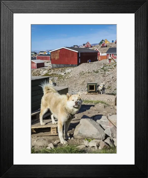 Framed Print : Inuit village and sled dog house, Ittoqqortoormiit, Scoresbysund, Northeast Greenland, Polar Regions