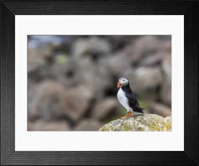 Framed Print : Atlantic puffin (common puffins) (Fratercula arctica), Flatey Island, Iceland, Polar Regions Framed Print : Atlantic puffin (common puffins) (Fratercula arctica), Flatey Island, Iceland, Polar Regions