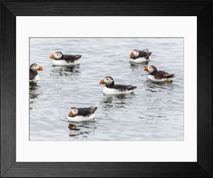 Framed Print : Atlantic puffins (common puffins) (Fratercula arctica), Flatey Island, Iceland, Polar Regions Framed Print : Atlantic puffins (common puffins) (Fratercula arctica), Flatey Island, Iceland, Polar Regions