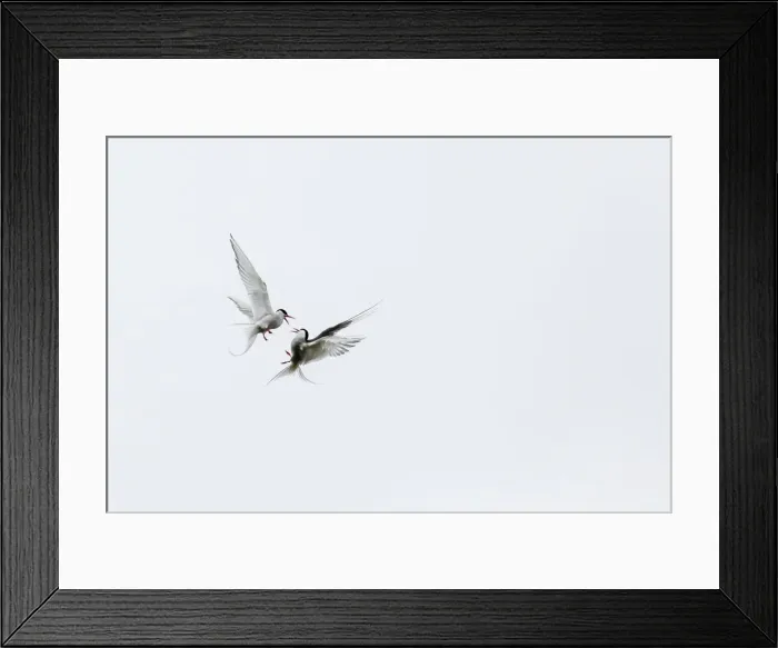 Framed Print : Adult arctic terns (Sterna paradisaea) in dispute on Flatey Island, Iceland, Polar Regions Framed Print : Adult arctic terns (Sterna paradisaea) in dispute on Flatey Island, Iceland, Polar Regions
