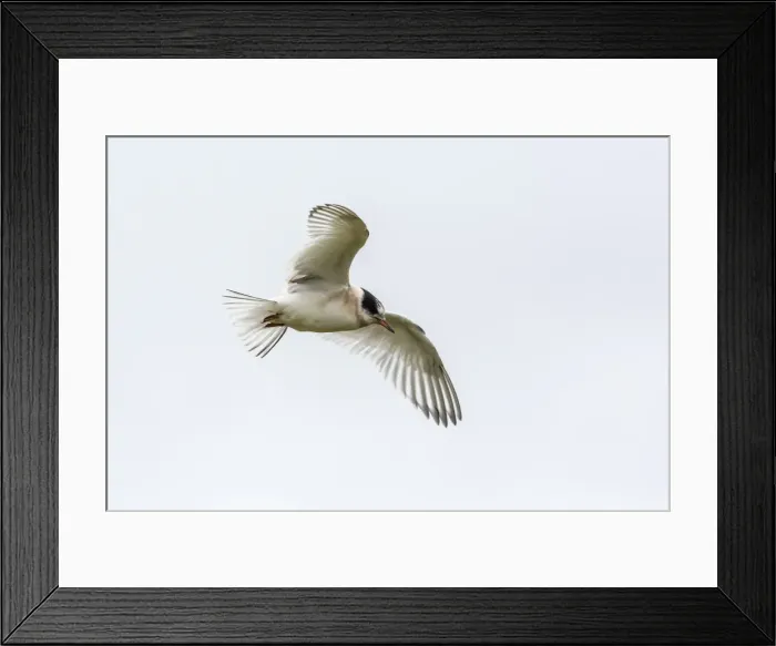 Framed Print : Arctic tern (Sterna paradisaea) chick in flight, Flatey Island, Iceland, Polar Regions Framed Print : Arctic tern (Sterna paradisaea) chick in flight, Flatey Island, Iceland, Polar Regions