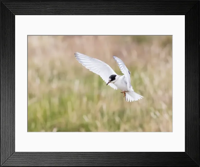 Framed Print : Arctic tern (Sterna paradisaea) chick in flight, Flatey Island, Iceland, Polar Regions Framed Print : Arctic tern (Sterna paradisaea) chick in flight, Flatey Island, Iceland, Polar Regions