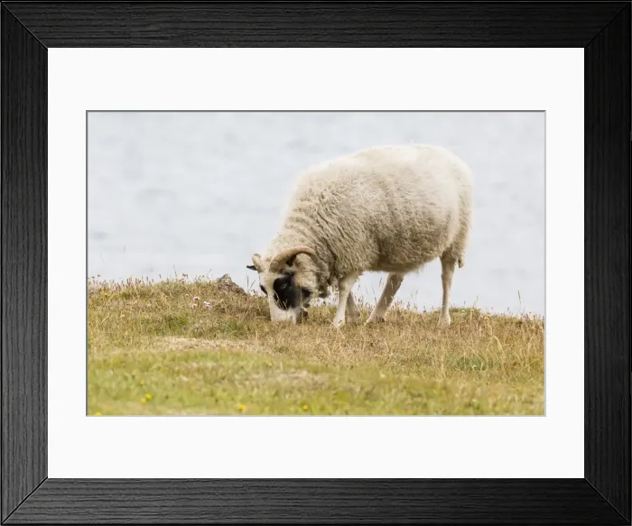 Framed Print : Domesticated sheep (Ovis aries), Flatey Island, Iceland, Polar Regions Framed Print : Domesticated sheep (Ovis aries), Flatey Island, Iceland, Polar Regions