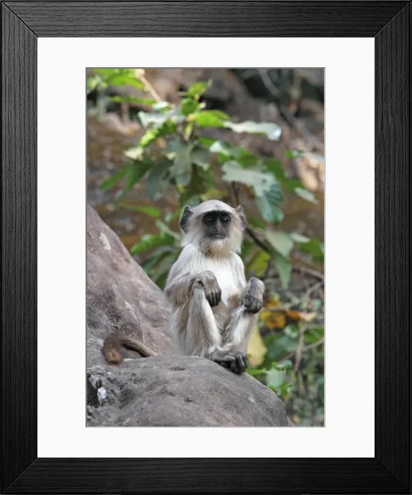 Framed Print : Gray langur (Hanuman langur) (Semnopithecus hector), Bandhavgarh National Park, Madhya Pradesh, India, Asia Framed Print : Gray langur (Hanuman langur) (Semnopithecus hector), Bandhavgarh National Park, Madhya Pradesh, India, Asia