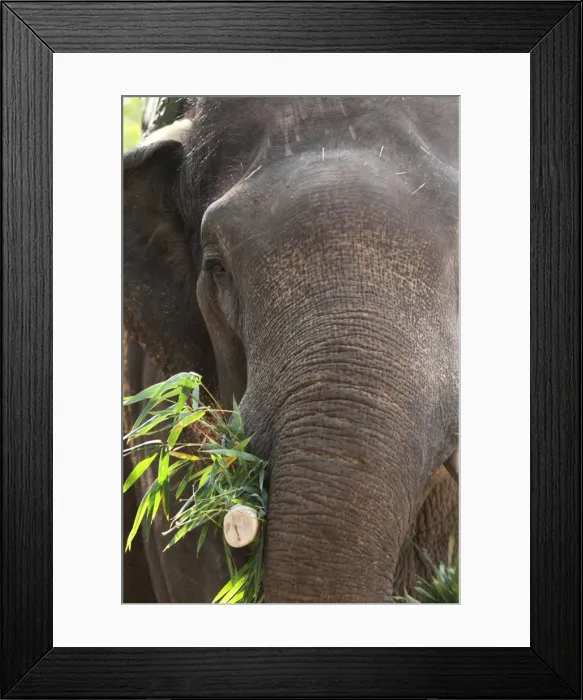Framed Print : Indian elephant (Elephas maximus indicus), Bandhavgarh National Park, Madhya Pradesh, India, Asia Framed Print : Indian elephant (Elephas maximus indicus), Bandhavgarh National Park, Madhya Pradesh, India, Asia