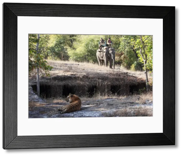Framed Print : Bengal tiger, Panthera tigris tigris, Bandhavgarh National Park, Madhya Pradesh, India Framed Print : Bengal tiger, Panthera tigris tigris, Bandhavgarh National Park, Madhya Pradesh, India