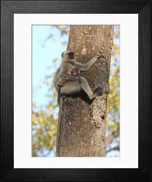 Framed Print : Gray langur (Hanuman langur) (Semnopithecus hector), Bandhavgarh National Park, Madhya Pradesh, India, Asia Framed Print : Gray langur (Hanuman langur) (Semnopithecus hector), Bandhavgarh National Park, Madhya Pradesh, India, Asia