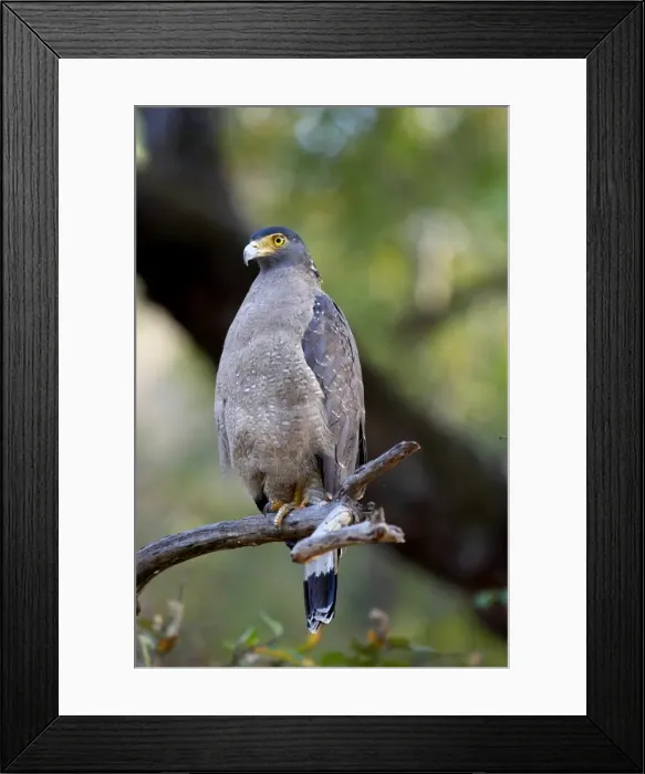 Framed Print : Crested serpent-eagle (Spilornis cheela), Bandhavgarh National Park, Madhya Pradesh, India, Asia Framed Print : Crested serpent-eagle (Spilornis cheela), Bandhavgarh National Park, Madhya Pradesh, India, Asia