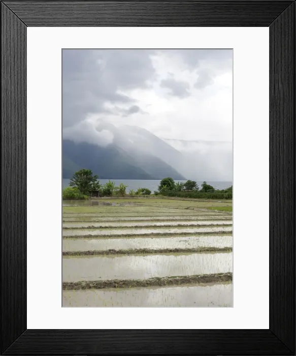 Framed Print : Rice paddy fields, with heavy monsoon clouds gathering over volcanic crater hills across Lake Toba from Samosir Island, Sumatra, Indonesia, Southeast Asia, Asia Framed Print : Rice paddy fields, with heavy monsoon clouds gathering over volcanic crater hills across Lake Toba from Samosir Island, Sumatra, Indonesia, Southeast Asia, Asia