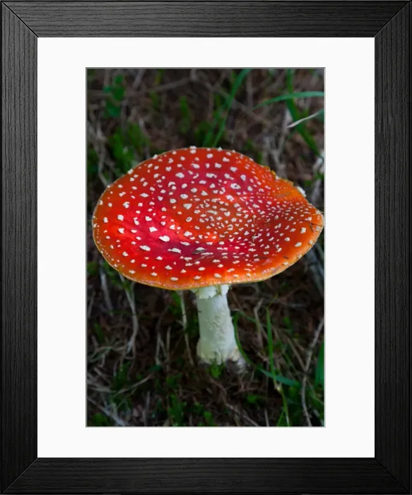 Framed Print : Amanita muscaria (fly agaric) (fly amanita) a poisonous fungus, Dolomite, Belluno province, Italy, Europe Framed Print : Amanita muscaria (fly agaric) (fly amanita) a poisonous fungus, Dolomite, Belluno province, Italy, Europe