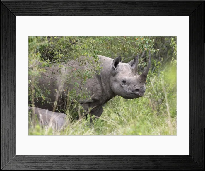 Framed Print : Black rhino (Diceros bicornis), Masai Mara, Kenya, East Africa, Africa Framed Print : Black rhino (Diceros bicornis), Masai Mara, Kenya, East Africa, Africa