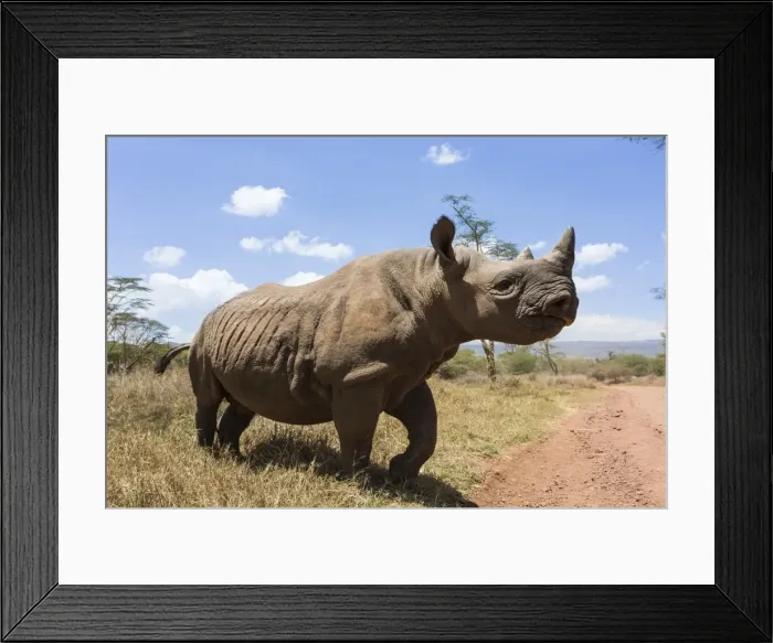 Framed Print : Rhino, Lewa Wildlife Conservancy, Laikipia, Kenya, East Africa, Africa Framed Print : Rhino, Lewa Wildlife Conservancy, Laikipia, Kenya, East Africa, Africa
