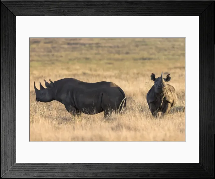 Framed Print : Black rhinos (Diceros bicornis), Lewa Wildlife Conservancy, Laikipia, Kenya, East Africa, Africa Framed Print : Black rhinos (Diceros bicornis), Lewa Wildlife Conservancy, Laikipia, Kenya, East Africa, Africa