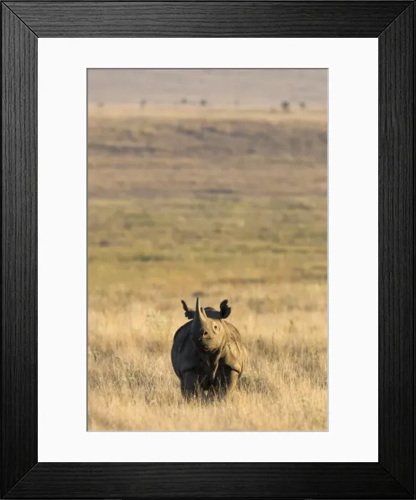 Framed Print : Black rhino (Diceros bicornis), Lewa Wildlife Conservancy, Laikipia, Kenya, East Africa, Africa Framed Print : Black rhino (Diceros bicornis), Lewa Wildlife Conservancy, Laikipia, Kenya, East Africa, Africa