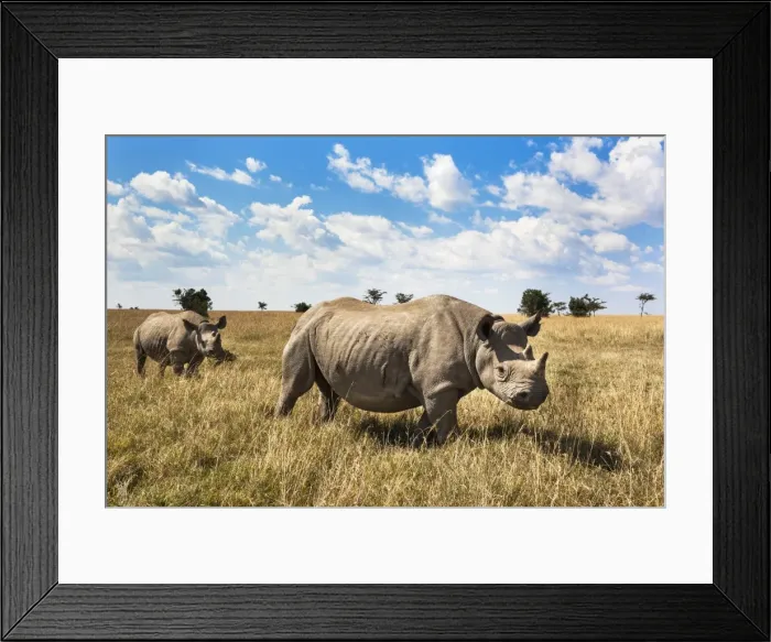 Framed Print : Rhinoceros, Ol Pejeta Conservancy, Laikipia, Kenya, East Africa, Africa Framed Print : Rhinoceros, Ol Pejeta Conservancy, Laikipia, Kenya, East Africa, Africa