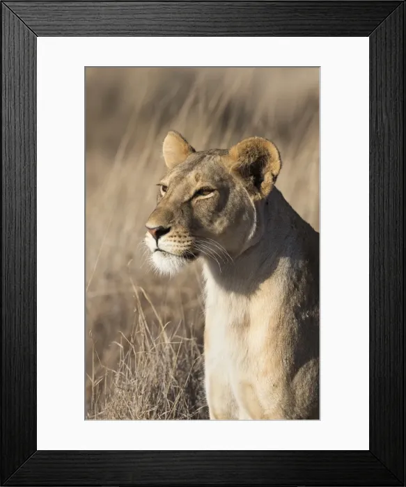Framed Print : Lioness (Panthera leo), Lewa Wildlife Conservancy, Laikipia, Kenya, East Africa, Africa Framed Print : Lioness (Panthera leo), Lewa Wildlife Conservancy, Laikipia, Kenya, East Africa, Africa