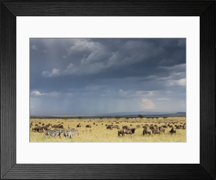 Framed Print : Common wildebeest (blue wildebeest) (gnu) (Connochaetes taurinus) on migration, Masai Mara National Reserve, Kenya, East Africa, Africa Framed Print : Common wildebeest (blue wildebeest) (gnu) (Connochaetes taurinus) on migration, Masai Mara National Reserve, Kenya, East Africa, Africa