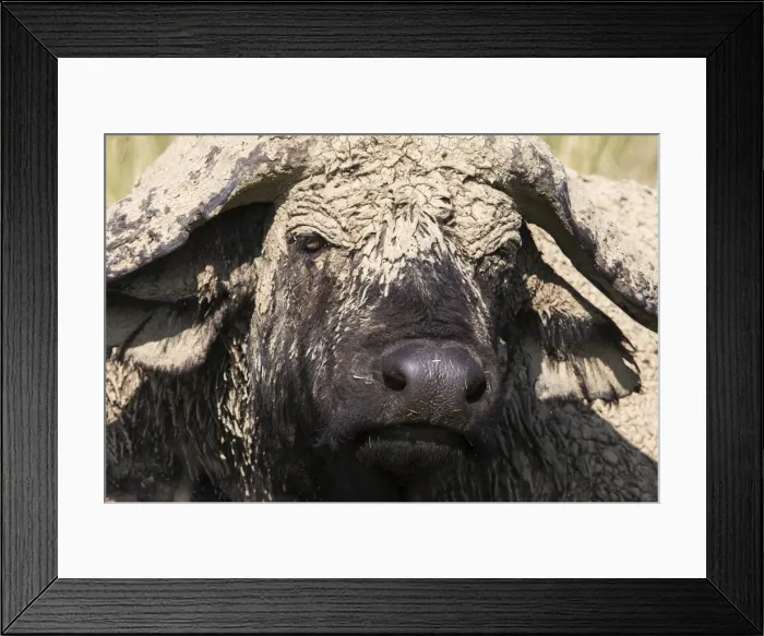 Framed Print : Cape buffalo (Syncerus caffer) with dried mud, Lake Nakuru National Park, Kenya, East Africa, Africa Framed Print : Cape buffalo (Syncerus caffer) with dried mud, Lake Nakuru National Park, Kenya, East Africa, Africa