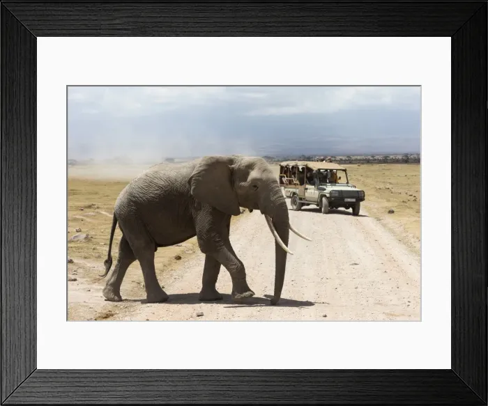 Framed Print : African elephant (Loxodonta africana) and tourists, Amboseli National Park, Kenya, East Africa, Africa Framed Print : African elephant (Loxodonta africana) and tourists, Amboseli National Park, Kenya, East Africa, Africa