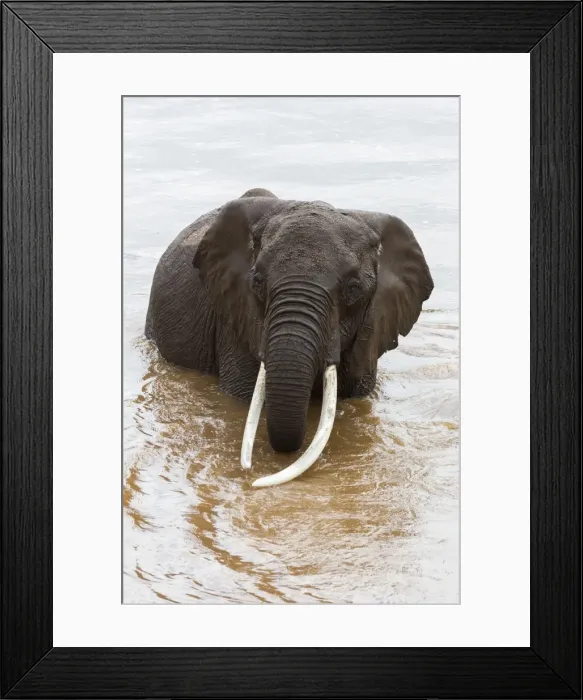 Framed Print : Elephant (Loxodonta africana) in the river, Masai Mara National Reserve, Kenya, East Africa, Africa Framed Print : Elephant (Loxodonta africana) in the river, Masai Mara National Reserve, Kenya, East Africa, Africa