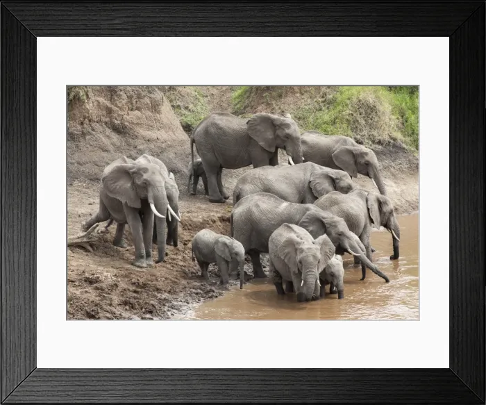Framed Print : Elephants (Loxodonta africana) at Mara River, Masai Mara National Reserve, Kenya, East Africa, Africa Framed Print : Elephants (Loxodonta africana) at Mara River, Masai Mara National Reserve, Kenya, East Africa, Africa