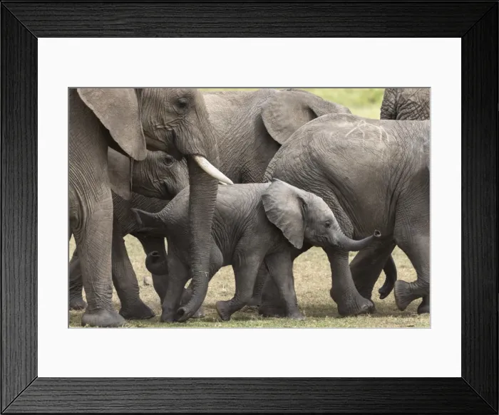 Framed Print : Elephants (Loxodonta africana), Masai Mara National Reserve, Kenya, East Africa, Africa Framed Print : Elephants (Loxodonta africana), Masai Mara National Reserve, Kenya, East Africa, Africa