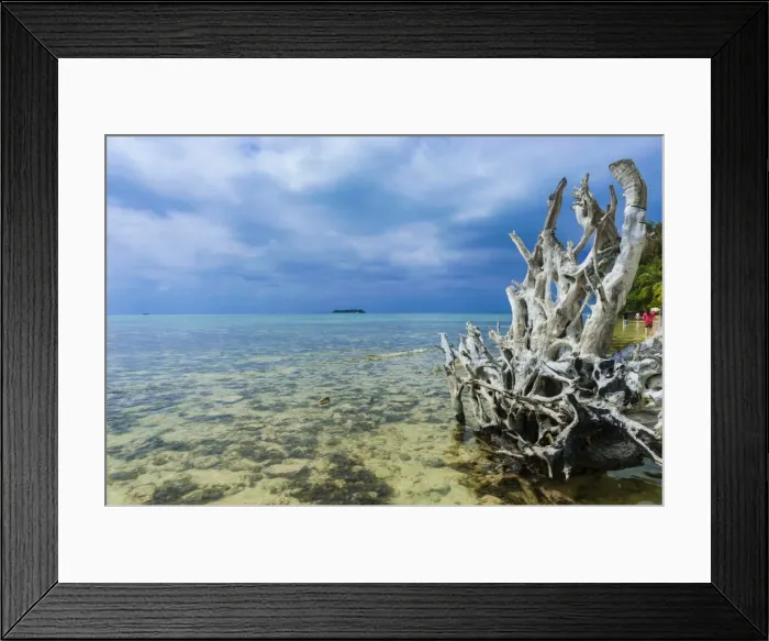 Framed Print : Dead tree at Micro beach in Garapan, Saipan, Northern Marianas, Central Pacific, Pacific Framed Print : Dead tree at Micro beach in Garapan, Saipan, Northern Marianas, Central Pacific, Pacific