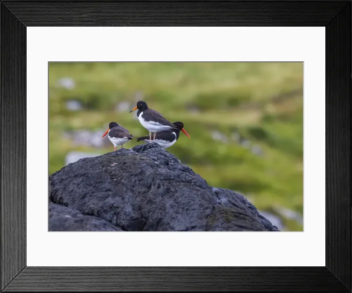 Framed Print : Juvenile in front and adult Eurasian Oystercatchers (Haematopus ostralegus), Lofoton Islands, Norway, Scandinavia, Europe