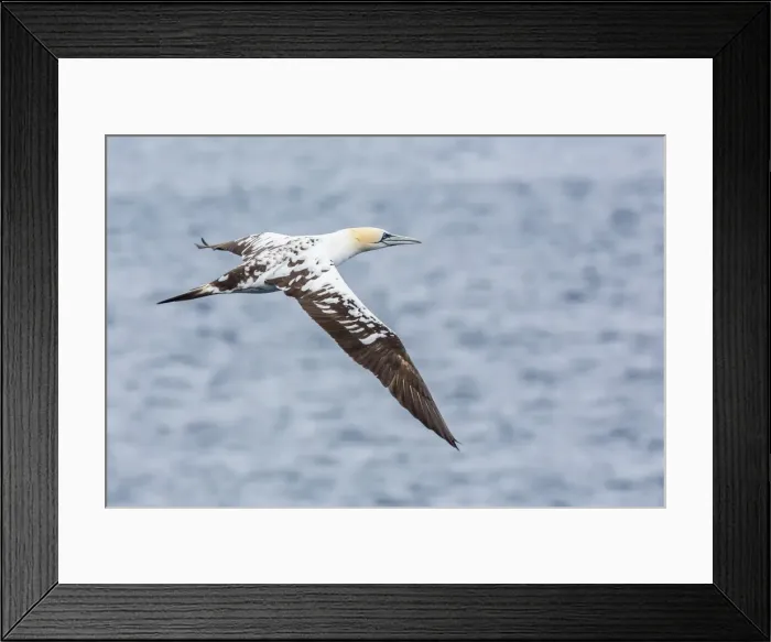 Framed Print : Juvenile northern gannet (Morus bassanus) on the wing at Runde Island, Norway, Scandinavia, Europe Framed Print : Juvenile northern gannet (Morus bassanus) on the wing at Runde Island, Norway, Scandinavia, Europe