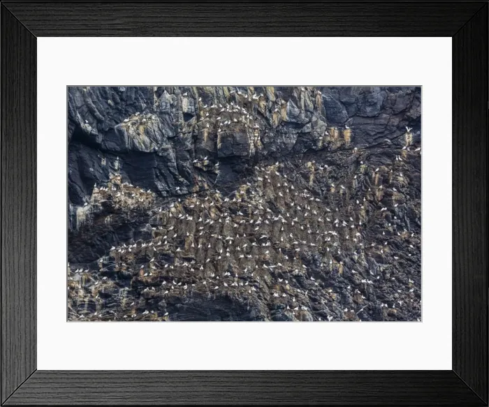 Framed Print : Northern gannets (Morus bassanus) on breeding colony site at Runde Island, Norway, Scandinavia, Europe Framed Print : Northern gannets (Morus bassanus) on breeding colony site at Runde Island, Norway, Scandinavia, Europe