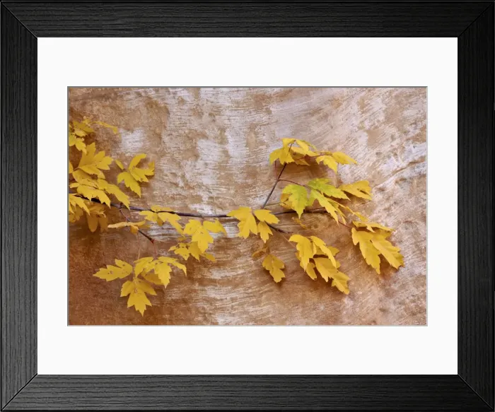Framed Print : Box elder (boxelder maple) (maple ash) (Acer negundo) branch with yellow leaves in the fall, Capitol Reef National Park, Utah, United States of America, North America Framed Print : Box elder (boxelder maple) (maple ash) (Acer negundo) branch with yellow leaves in the fall, Capitol Reef National Park, Utah, United States of America, North America