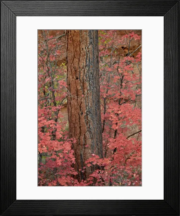 Framed Print : Red leaves on a bigtooth maple (Acer grandidentatum) surround a Ponderosa pine trunk in the fall, Zion National Park, Utah, United States of America, North America Framed Print : Red leaves on a bigtooth maple (Acer grandidentatum) surround a Ponderosa pine trunk in the fall, Zion National Park, Utah, United States of America, North America
