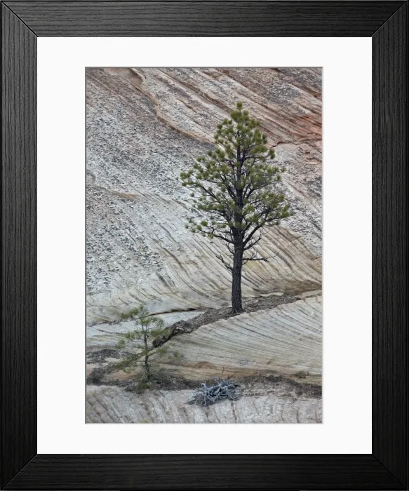 Framed Print : Pine tree growing on a sandstone ledge, Zion National Park, Utah, United States of America, North America Framed Print : Pine tree growing on a sandstone ledge, Zion National Park, Utah, United States of America, North America
