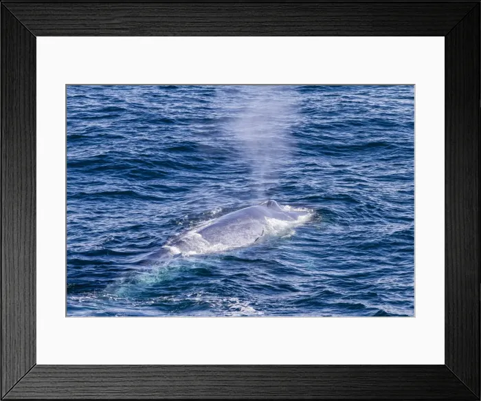 Framed Print : Adult blue whale (Balaenoptera musculus) surfacing off northwestern Spitsbergen Island, Svalbard, Barents Sea, Norway, Scandinavia, Europe Framed Print : Adult blue whale (Balaenoptera musculus) surfacing off northwestern Spitsbergen Island, Svalbard, Barents Sea, Norway, Scandinavia, Europe