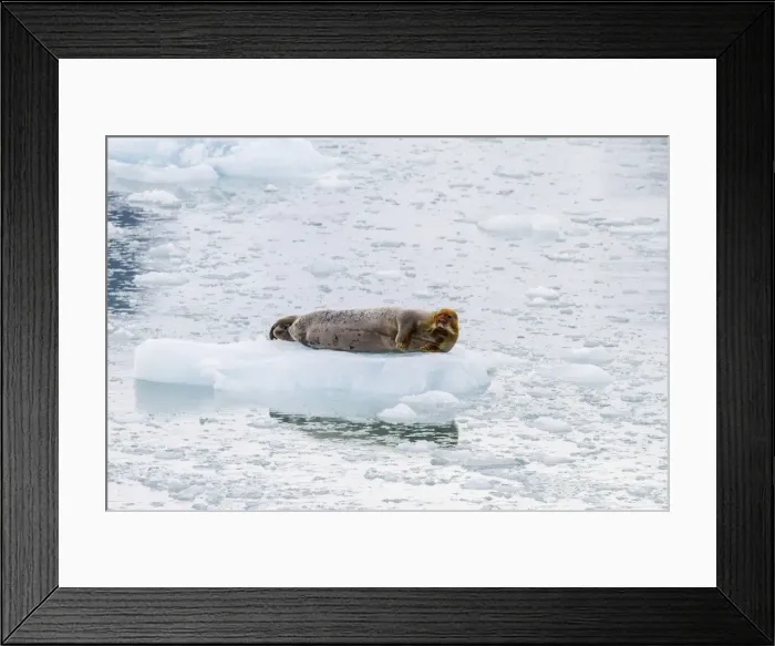 Framed Print : Adult bearded seal (Erignathus barbatus) hauled out on ice, Svalbard, Norway, Scandinavia, Europe Framed Print : Adult bearded seal (Erignathus barbatus) hauled out on ice, Svalbard, Norway, Scandinavia, Europe