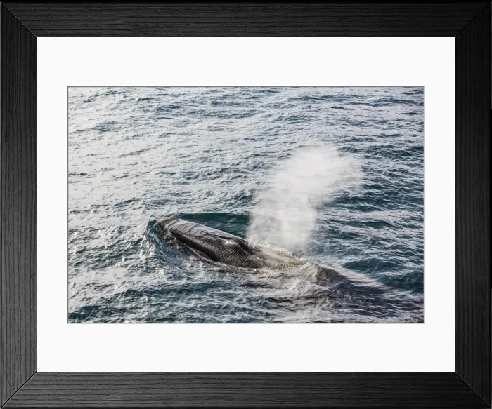 Framed Print : Adult fin whale (Balaenoptera physalus), Sorkapp, Spitsbergen Island, Svalbard Archipelago, Norway, Scandinavia, Europe Framed Print : Adult fin whale (Balaenoptera physalus), Sorkapp, Spitsbergen Island, Svalbard Archipelago, Norway, Scandinavia, Europe