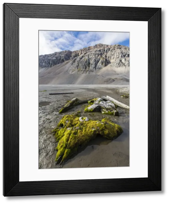 Framed Print : Whale remains in Gashamna (Goose Bay), Hornsund, Spitsbergen Island, Svalbard Archipelago, Norway, Scandinavia, Europe Framed Print : Whale remains in Gashamna (Goose Bay), Hornsund, Spitsbergen Island, Svalbard Archipelago, Norway, Scandinavia, Europe
