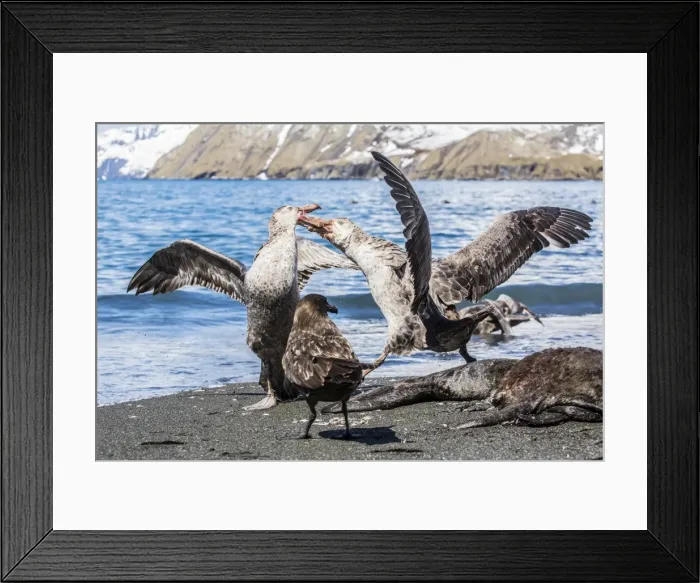 Framed Print : Northern giant petrel (Macronectes halli) fighting over dead fur seal carcass, Gold Harbour, South Georgia, South Atlantic Ocean, Polar Regions Framed Print : Northern giant petrel (Macronectes halli) fighting over dead fur seal carcass, Gold Harbour, South Georgia, South Atlantic Ocean, Polar Regions