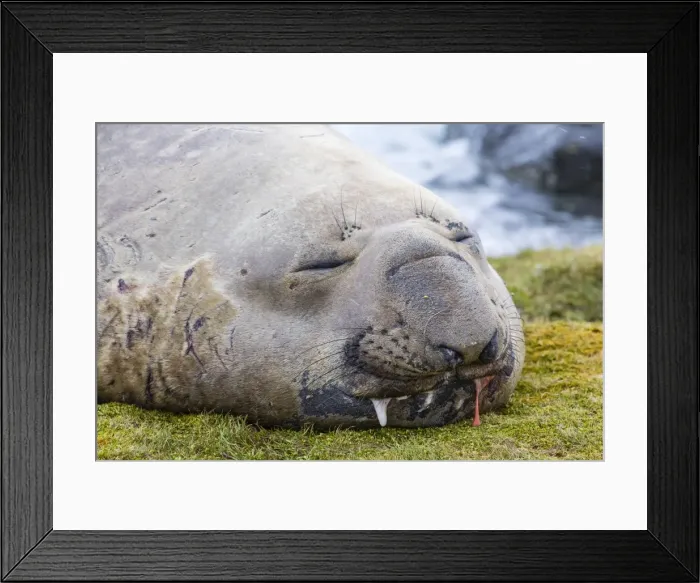 Framed Print : Southern elephant seal (Mirounga leonina) bull, Peggotty Bluff, South Georgia, South Atlantic Ocean, Polar Regions Framed Print : Southern elephant seal (Mirounga leonina) bull, Peggotty Bluff, South Georgia, South Atlantic Ocean, Polar Regions