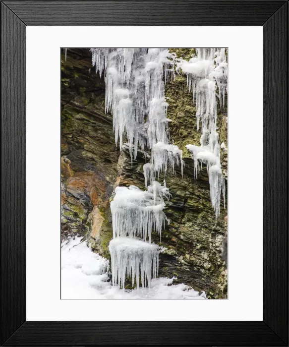 Framed Print : Icicles on tussac grass, Elsehul Bay, South Georgia, South Atlantic Ocean, Polar Regions Framed Print : Icicles on tussac grass, Elsehul Bay, South Georgia, South Atlantic Ocean, Polar Regions